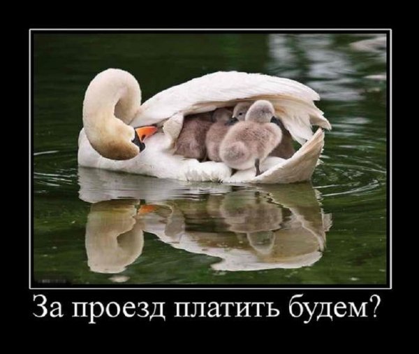 За проезд платить будем?