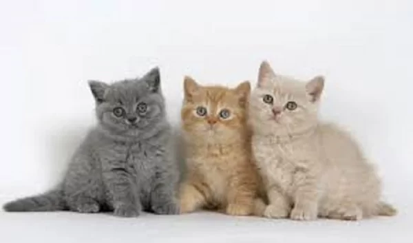 Котята