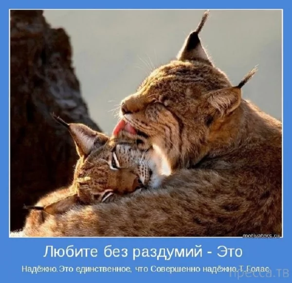 Любите...