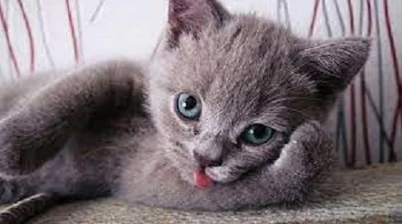 Котёнок серый