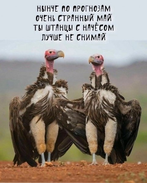 Штанцы