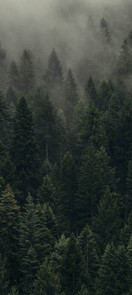 file_99742217