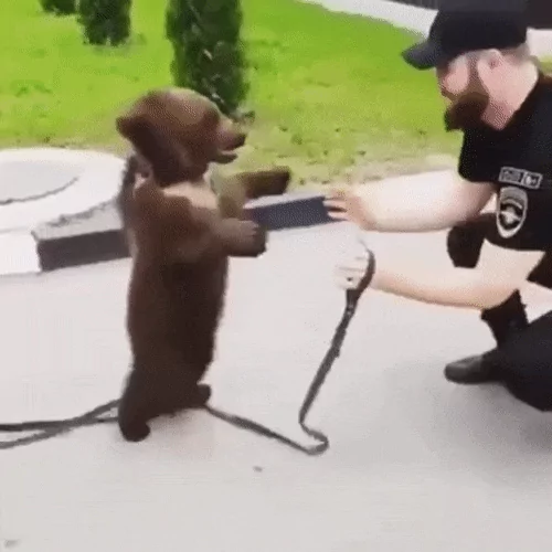 Bear
