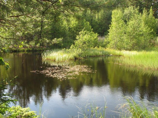 Жизнь в лесном пруду - Das Zusammenleben am Waldesteich