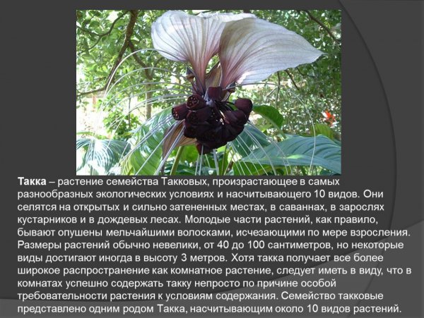 Такка