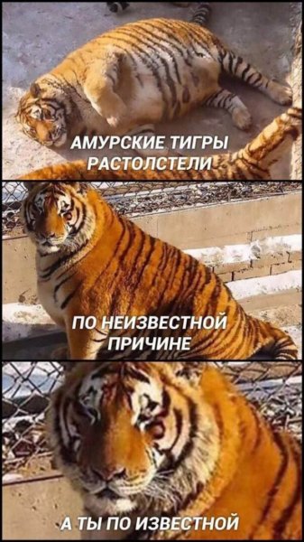 Cfa8f907cf 20002791