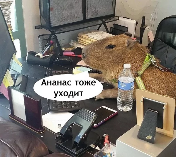 picture_387977967