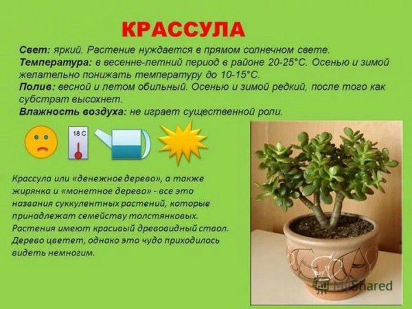 Крассула