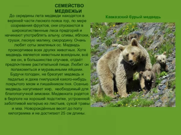 Кавказский бурый медведь