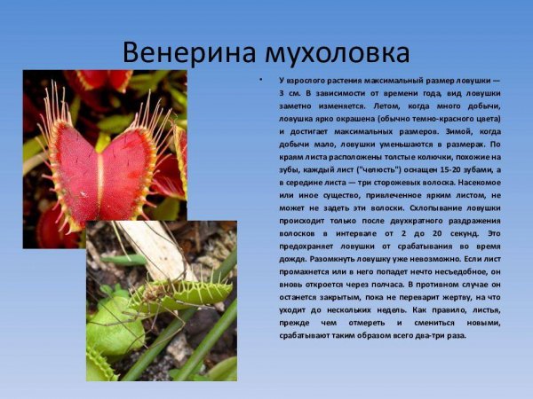 Венерина мухоловка