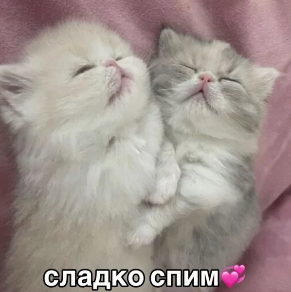 picture_387475092