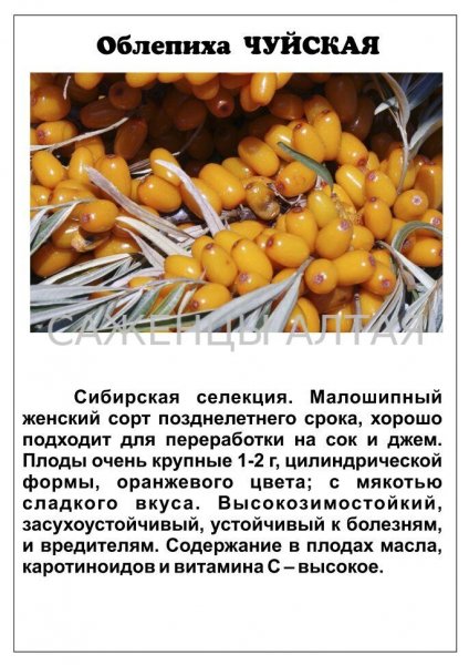 Облепиха Чуйская