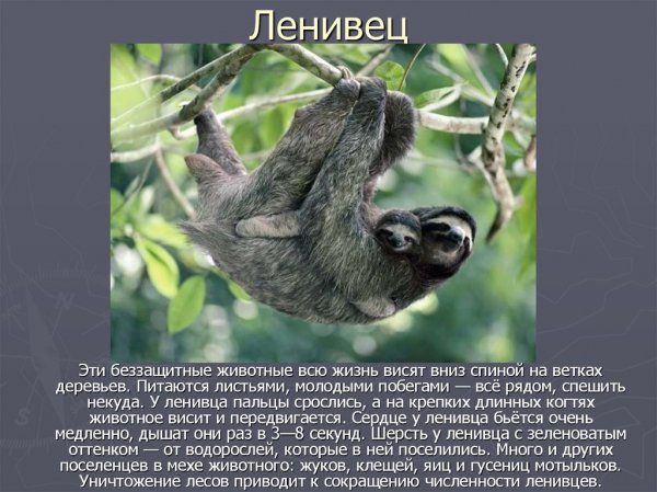 Ленивец